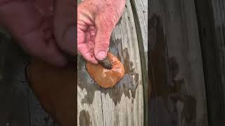 Day in the life of a Marine Biologist linked below! #shorts