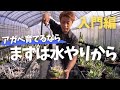 【アガベ育てるなら】まずは水やりから！水やり３年といいますが！明日から使える水やりテクを学びましょう！！