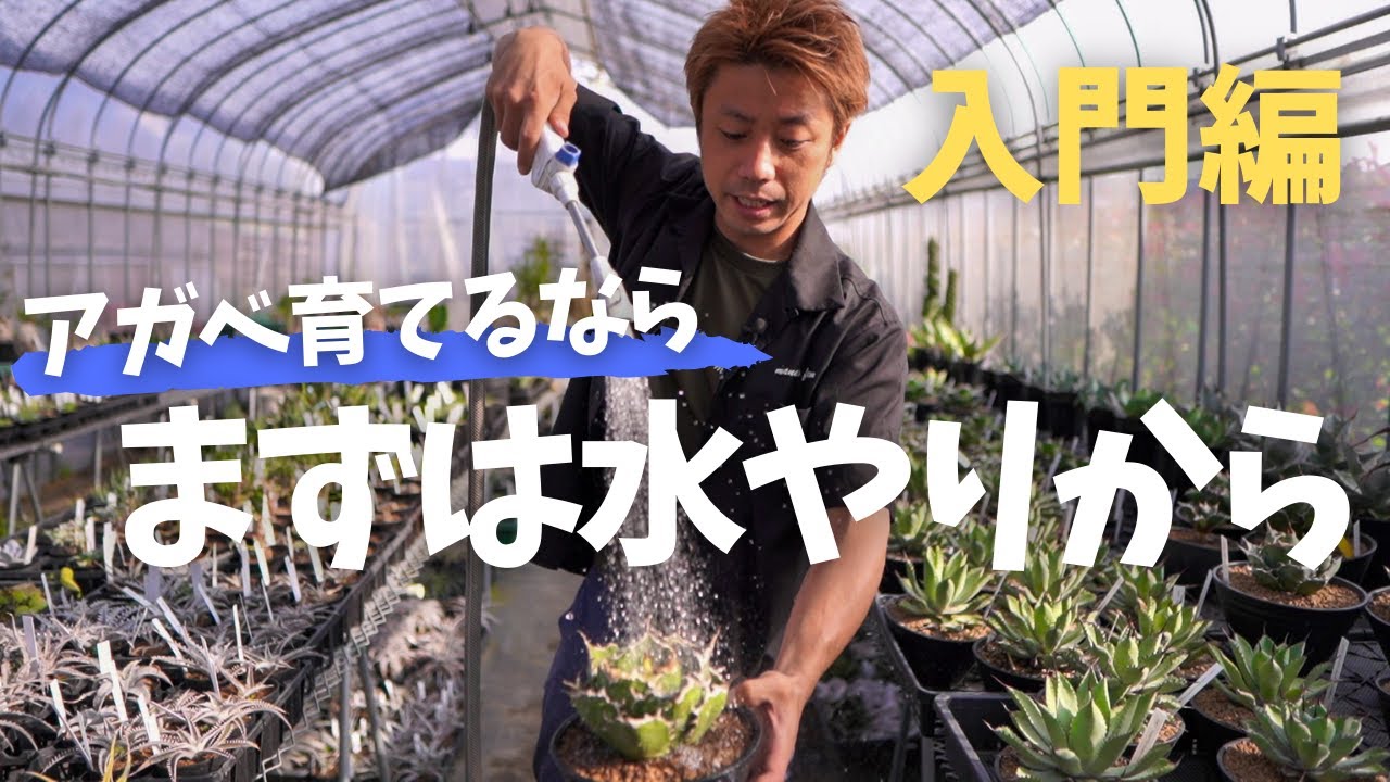 アガベ育てるなら】まずは水やりから！水やり3年といいますが！明日
