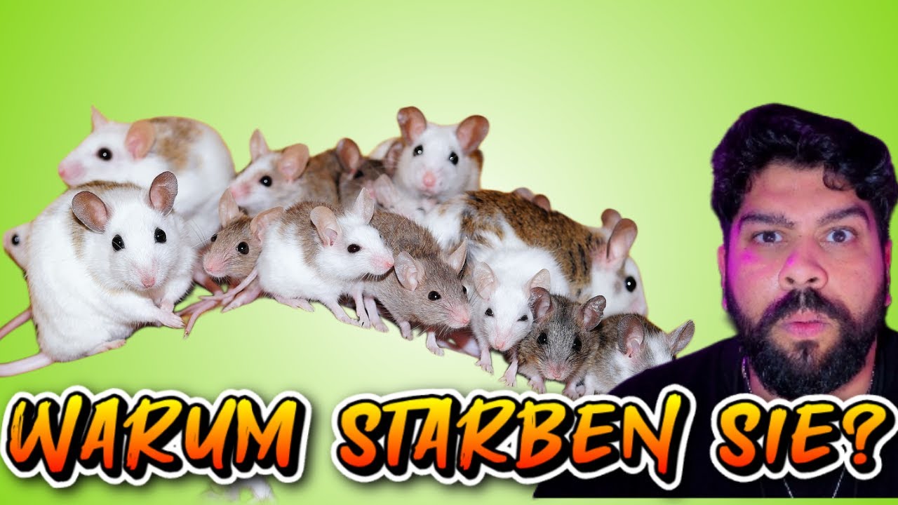 Das verstörendste Experiment der Geschichte | Universe 25 erklärt