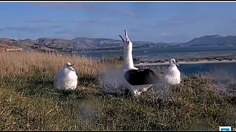 Royal Albatross ~ LGL Arrives After LGK & Gives TF His Second Feeding Of The Day! 💗 5.16.24