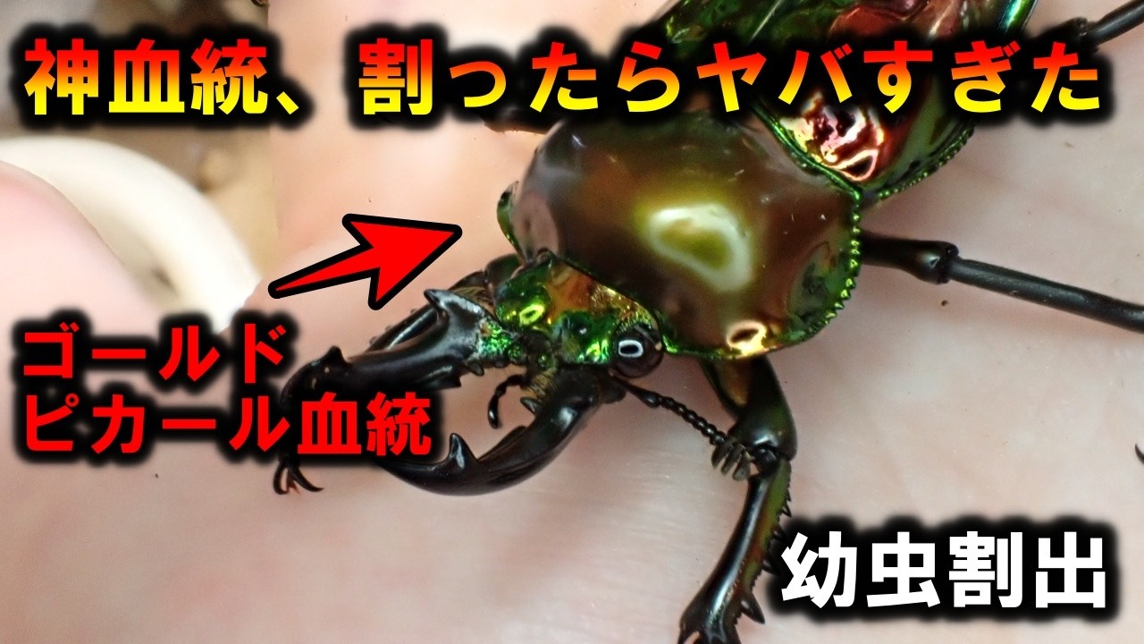 ニジイロ(ダークレッド血統)幼虫30匹 神血統、割ったらヤバすぎた】ニジイロ幼虫割出 - YouTube