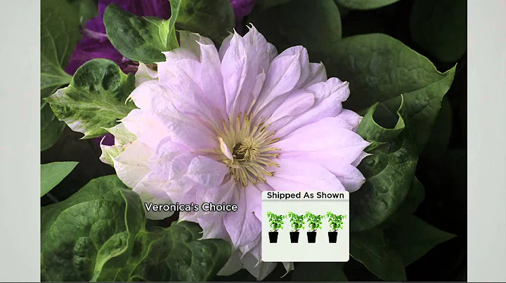 Roberta's 4-pc. Long Flowering Puffy Clematis Coll...