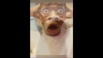 Did you know? | pop cat | #memes #funny #shorts #viralshorts #popcat #fyp #fypviralシ