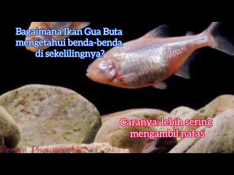 Video: Melihat Tetra Gua Buta