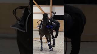 she's a lady |10 days 10 edits-day 5 #horseriding #horse #equestrian #equestrianedit #edit #rodeo