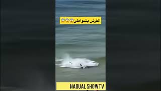 القرش 🦈يهجم على شواطئ طنجة🦈😱⛱️#طنجة_العالية #طنجة_المغرب