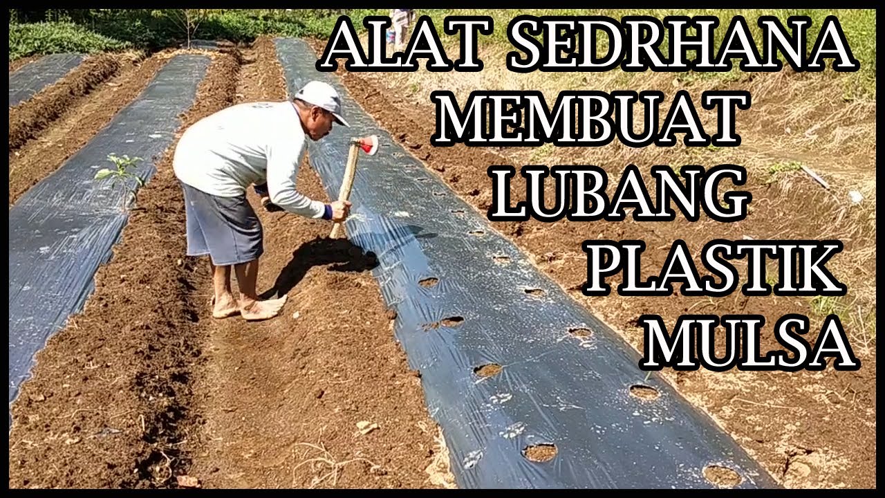 Cara Sederhana Melubangi Plastik Mulsa pertanian cabe