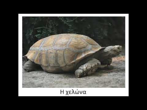 Animals in the greek language. - YouTube