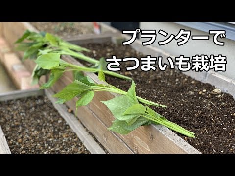 プランター さつまいも 芽が出たさつまいもで「さつまいも」を育てる！ベランダ・プランターでさつまいも栽培に挑戦。