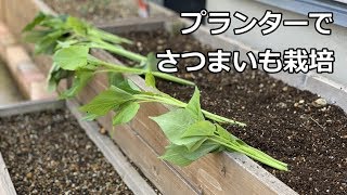 Cultivate Sweet Potatoes In A Planter Can You Get Big Sweet Potatoes Youtube