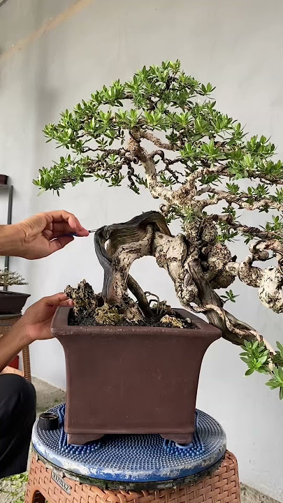 Perawatan kayu kering bonsai santigi
