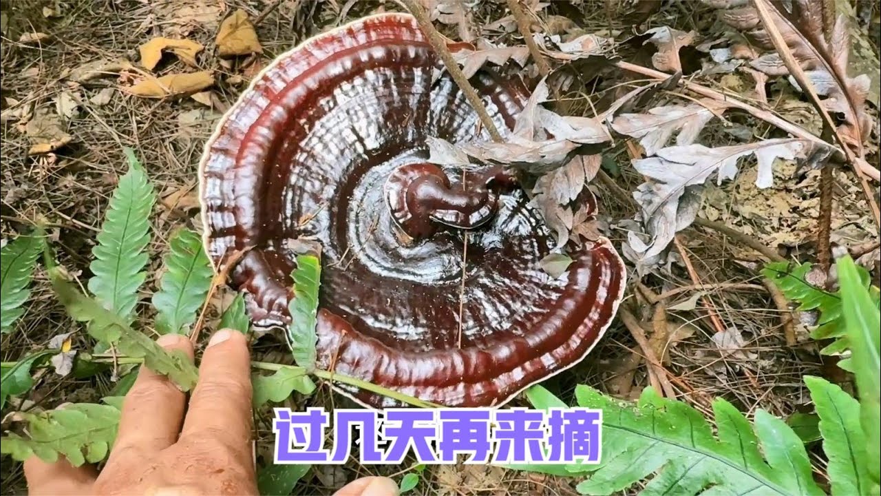 雨锅上山找灵芝有方法，哪里有腐烂的枫树桩就会有灵芝，一找一个准