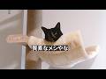末っ子猫ちゃん、覚醒中！
