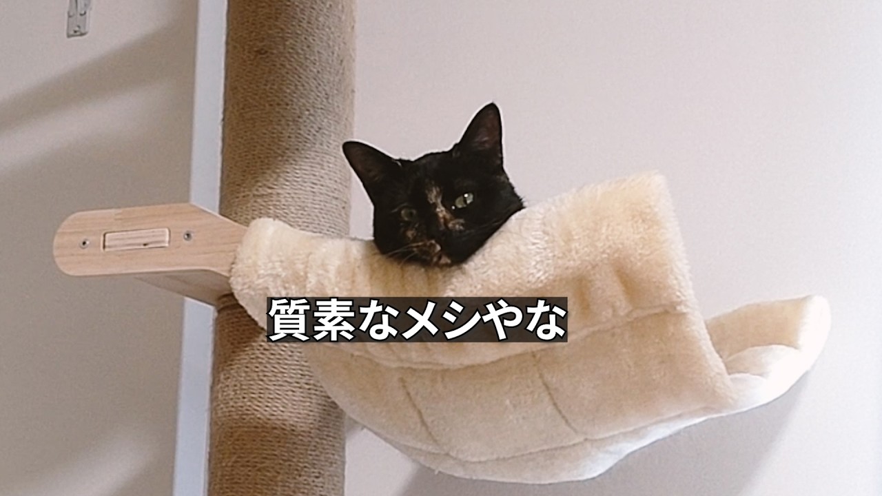 末っ子猫ちゃん、覚醒中！