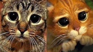Коты, похожие на героев кино и мультфильмов Коты, похожие на героев кино и мультфильмов