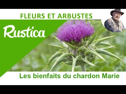 Vidéo: Chardon-Marie (plante) - Propriétés Utiles Et Utilisation Du Chardon-Marie. Chardon Des Champs, Jardin, Rose, Jaune