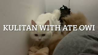 Kulitan moments with a Persian Cat and Pomerinian Dog by Christia Velante 228 views 1 year ago 2 minutes, 21 seconds