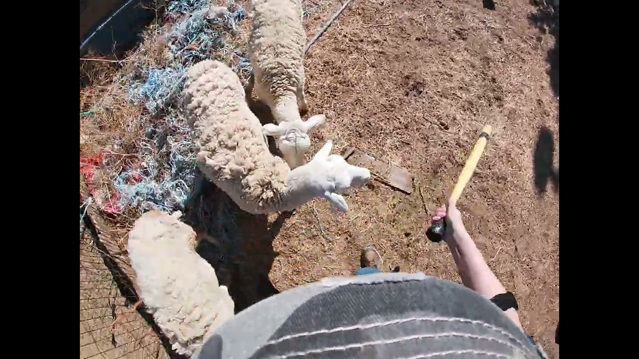 Staysha and Atlas herding sheep