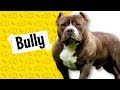 Fatos sobre o AMERICAN BULLY! #Dogueiros #Bully #AmericanBully