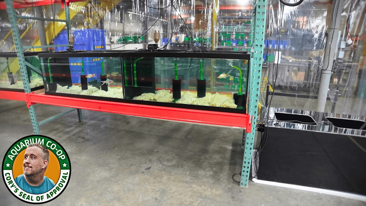 Randy's Secret Project Reveal