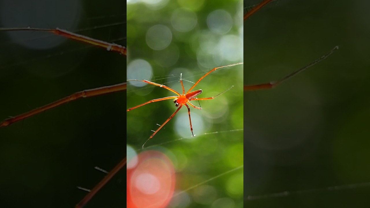 Apexel 100mm 4k macro lens photography 😍🔥 