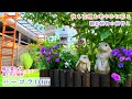 【パーゴラDIY＊お手入れが楽な庭づくり】【秋の花で花壇を彩る】【観葉植物植替え】ガーデニング/モッコウバラ