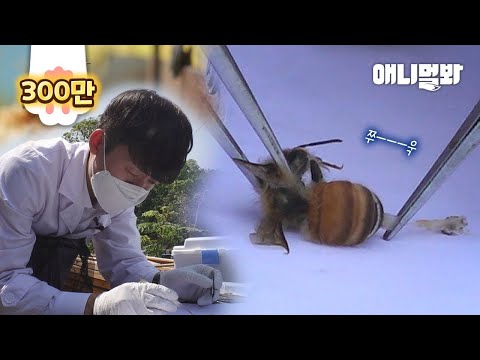 “꿀벌은 아프면 아프다 티를 안 내요” 기막힌 ‘꿀벌’ 진료 방법ㅣCapturing The Moment Of The Birth Of A Queen Bee, A Rare Sight