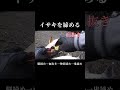 釣り場でのイサキの締め方 #釣り #fishing #ikejime