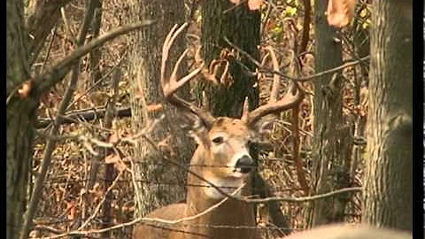 A GREAT HUNT- WHITETAILS, PRIMAL DREAMS