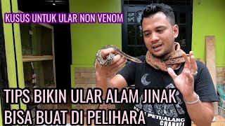 CARA BIKIN ULAR LIAR JINAK DAN ANTENG