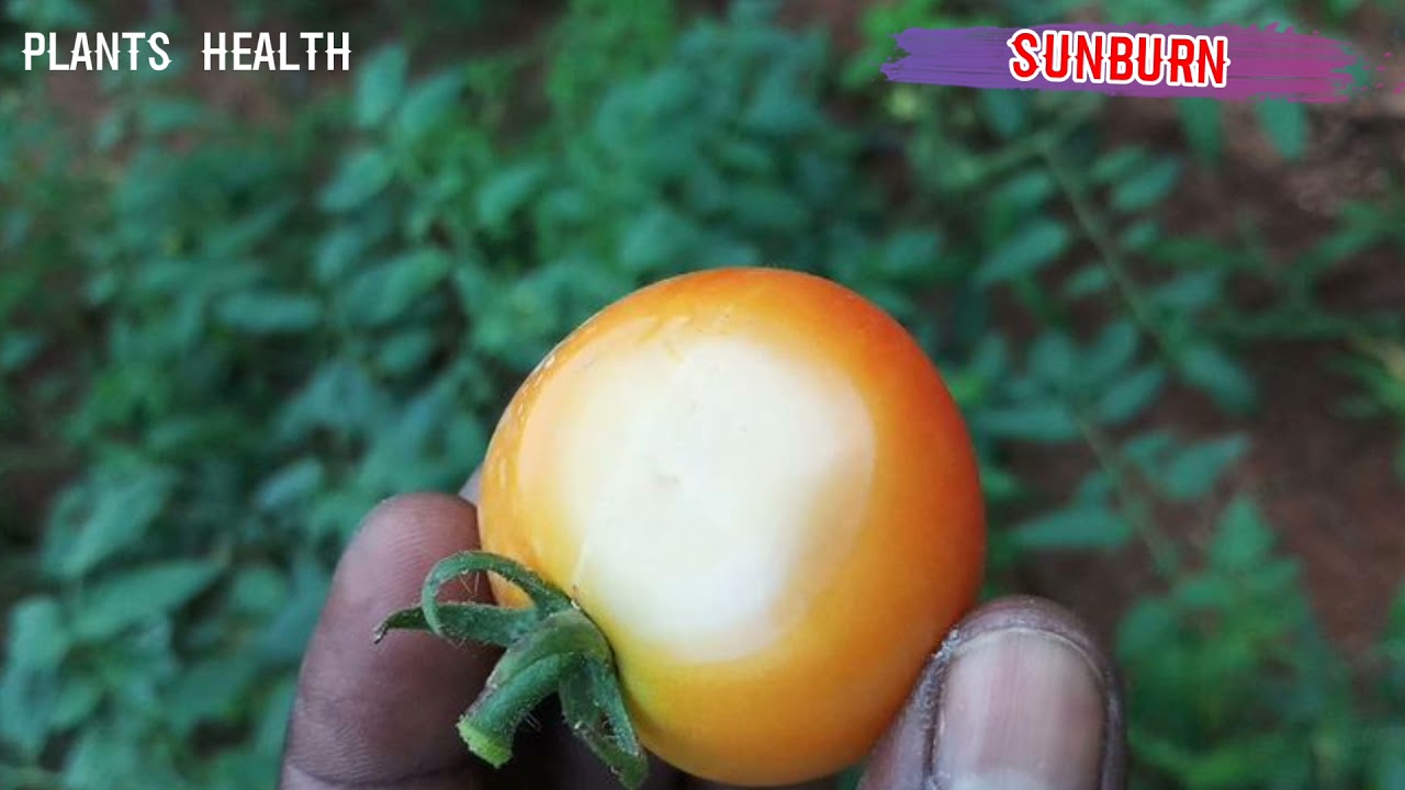 Physiological disorders of tomato YouTube