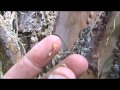 Termites in a pine tree near a home in Bellbird Park   March 2016