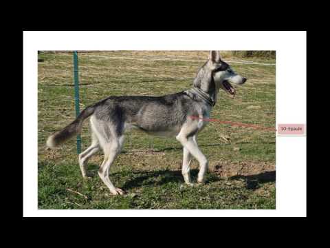 Vidéo: Anatomie Canine, Modèle Et Définition - Cartes Corporelles