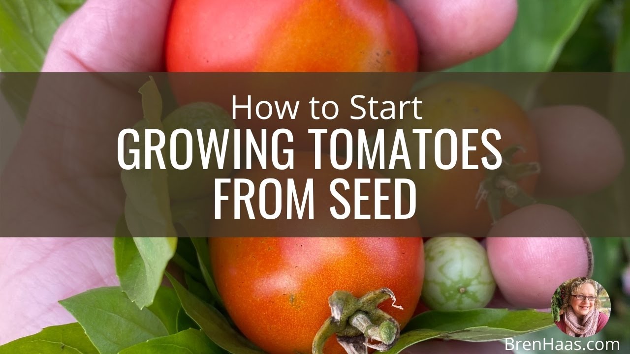 How to Start Tomato Seeds