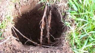 SULLIVAN DIGGERS METAL DETECTING  GARRETT 2500 HOW TO DEEP IS DEEP