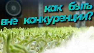 Как бороться с конкурентами? Как быть вне конкуренции? Продажа микрозелени! Бизнес на микрозелени!