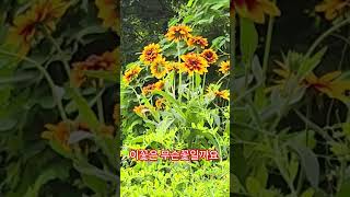 시골뚝방에 이름모를꽃