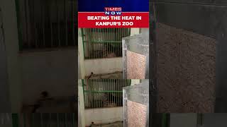 As Summer Peaks, Sprinklers, Coolers Installed In Kanpur’s Zoo To Bring Respite For Animals #Shorts
