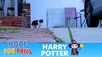 Homeless cat with a broken leg, FIV and FeLV needed to be off the streets ASAP!