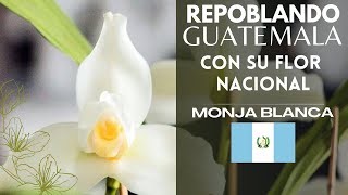 Repoblando Guatemala con su orquidea nacional! La famosa Monja Blanca o Lycaste Skinneri