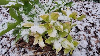 ❄️СНЕГОПАД 8 мая❄️ не первый раз, но всё же...