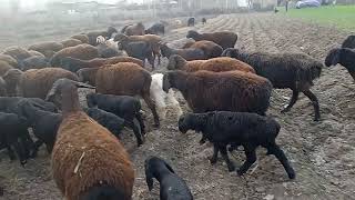 sheep giving birth in the field :🐏🐐🐑