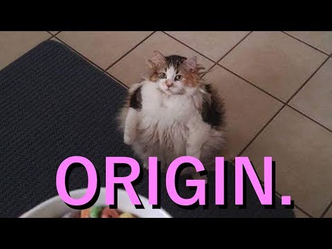 cat-wants-loops-meme-origin.-🥣