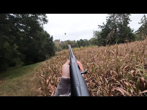 Upland Preserve Hunting w/ My Retriever