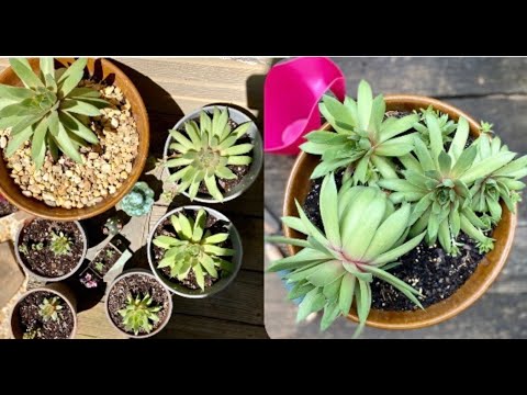 How to REPLANT crowded succulents. Hens/chicks/sempervivum. Propogate from leaves/cuttings! Endless!