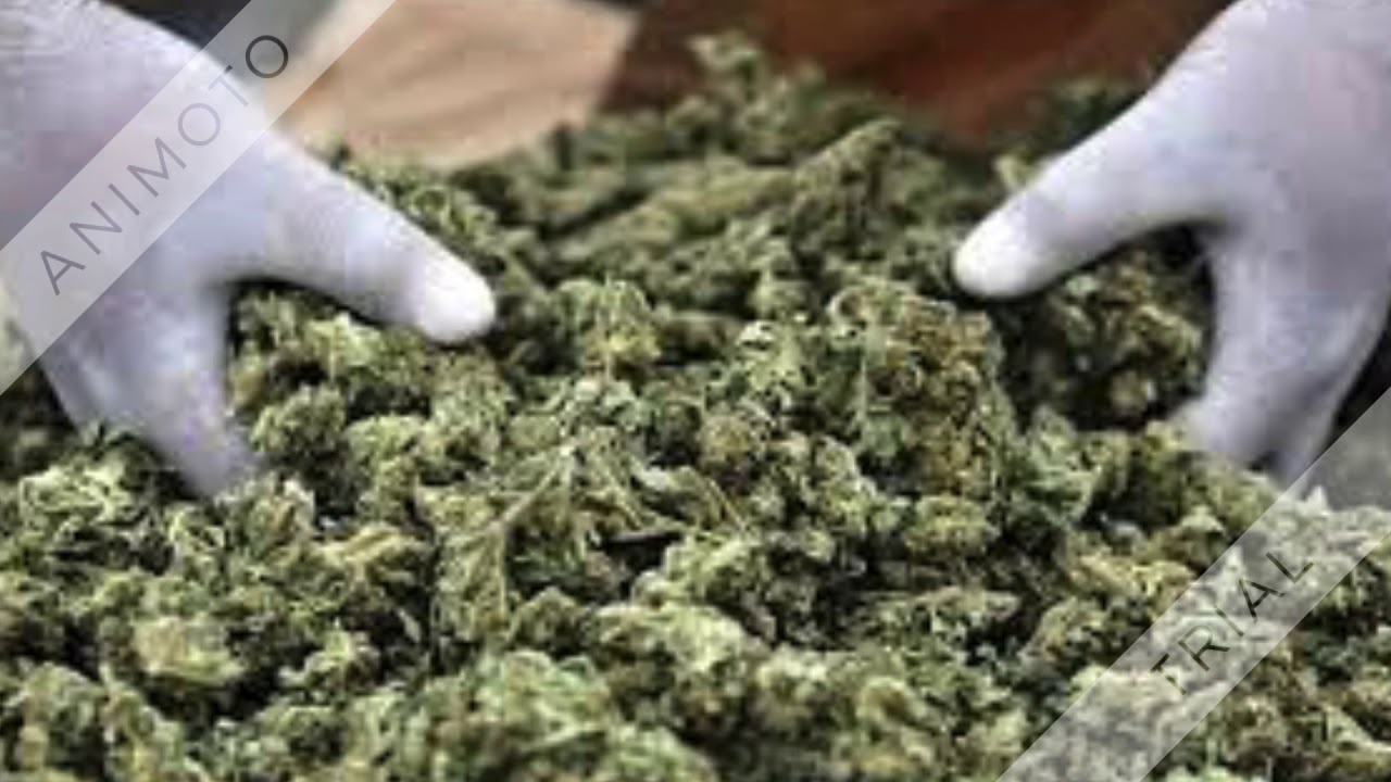 project about marujana