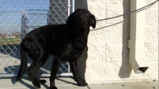 Luke - Labrador Retriever Available For Adoption From Lucky Lab Rescue