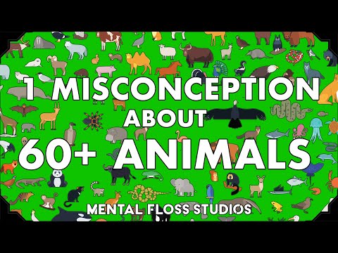 Misconceptions About 64 Different Animals