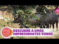 Descubre a unos impresionantes toros bravos entre las rocas